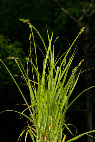 Carex conjuncta #6
